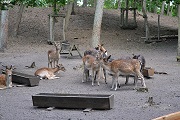 Dammwild im Wildpark-MV