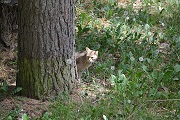Wildkatze im Wildpark-MV